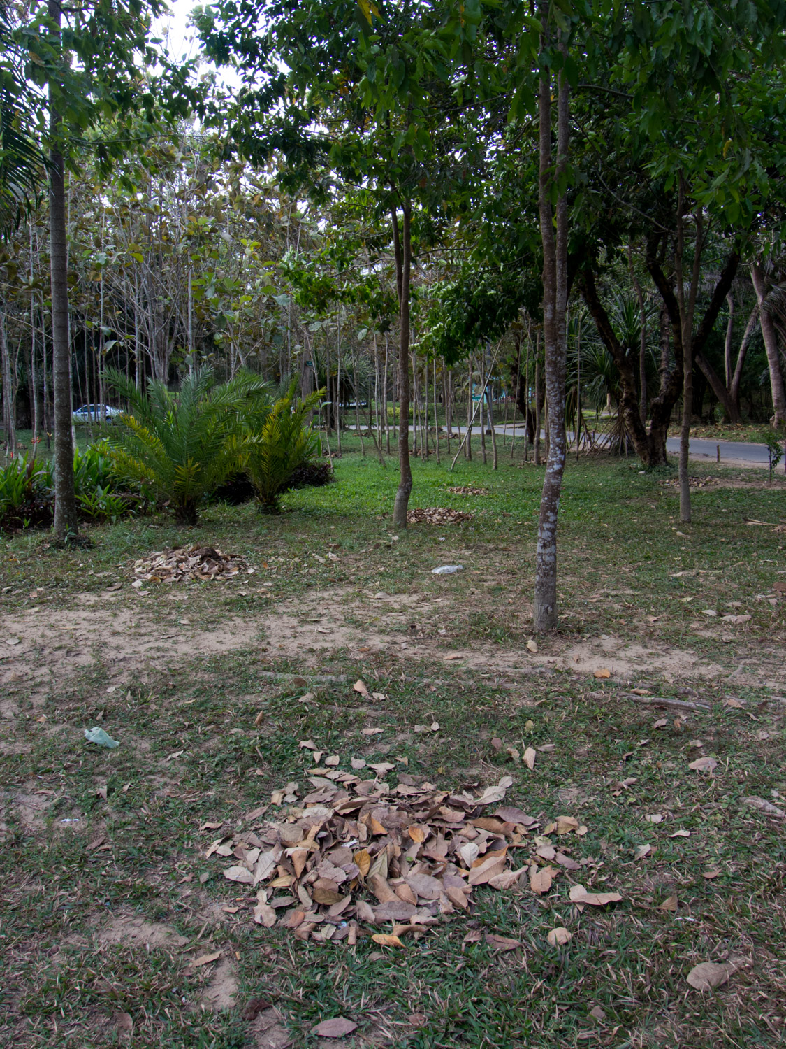 Yes, those piles of leaves do mean that people are sweeping the grass. Yangon - where cheap labour is really cheap.