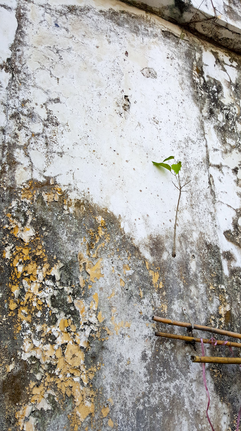 There is a plant. Growing out of a tiny hole in the wall. About two metres off the ground. Go little plant.