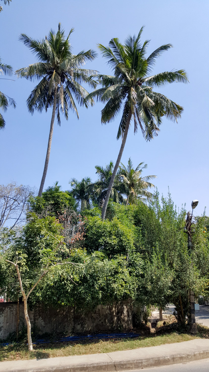 When you think about how tall coconut palms are, the whole "watch out for falling coconuts" thing really starts to make sense.