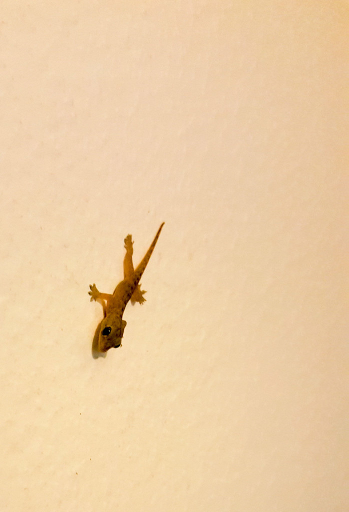 It's possible my Burmese translation is mostly wrong, but I think these geckos are called "house hangers-on" here.