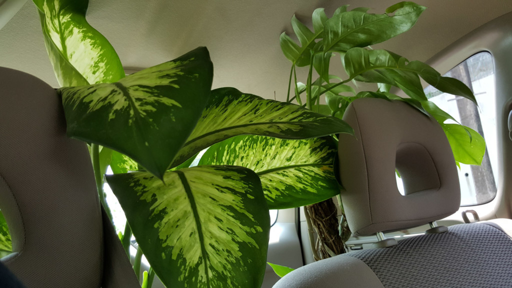 The ol' boot-full of tropical plants.