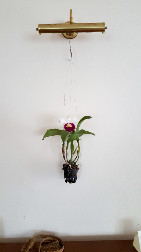 Wall orchid (promoted from lap orchid).