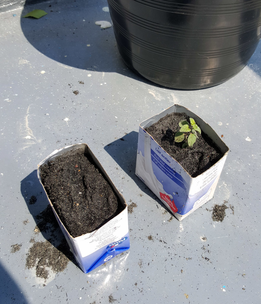 And an even more recent addition - my transplanted oregano cutting, and some basil seeds (note thrifty recycling of an empty milk carton).