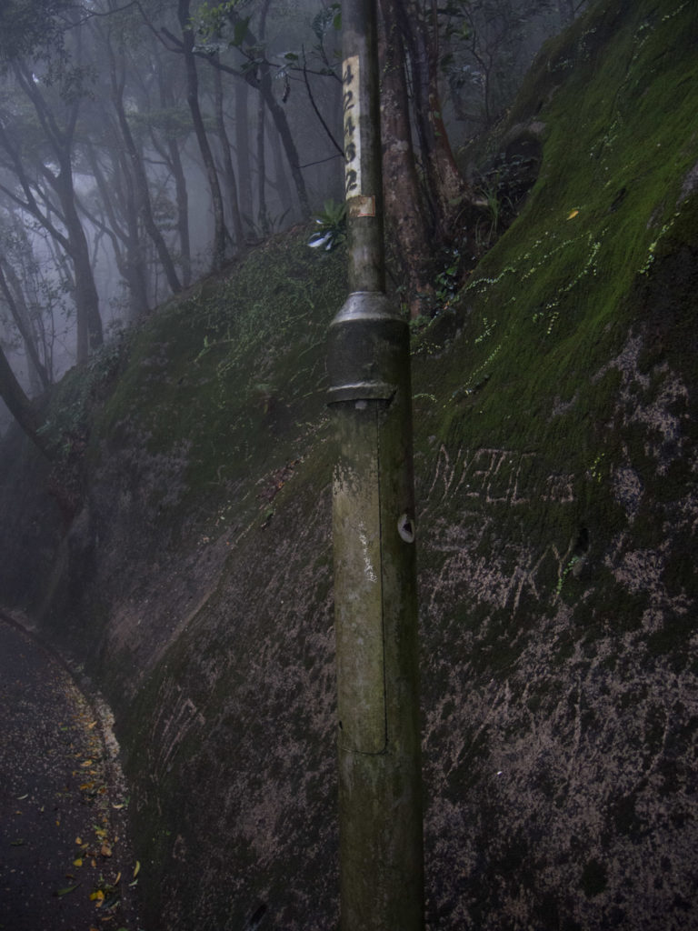 The level of moss growth leads me to suspect this kind of fog is not actually uncommon.