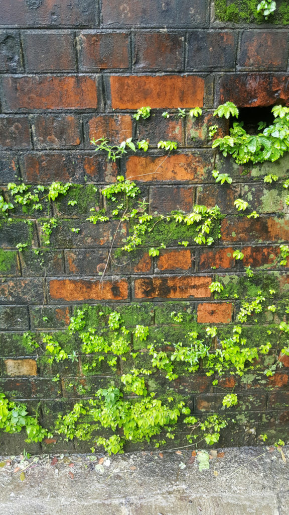 Plants grow in non-traditional places, like walls.