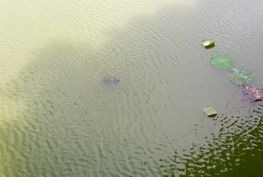I swear that dark blob in the middle is a turtle - it was happily turtling along until I turned around to take a photo.